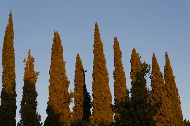 Chiraz-Jardin d'Eram-017